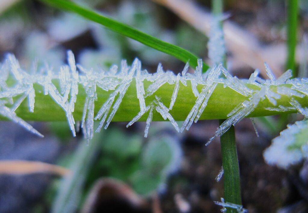 End times for the ice-watcher? 2010 hoar frost img 4870