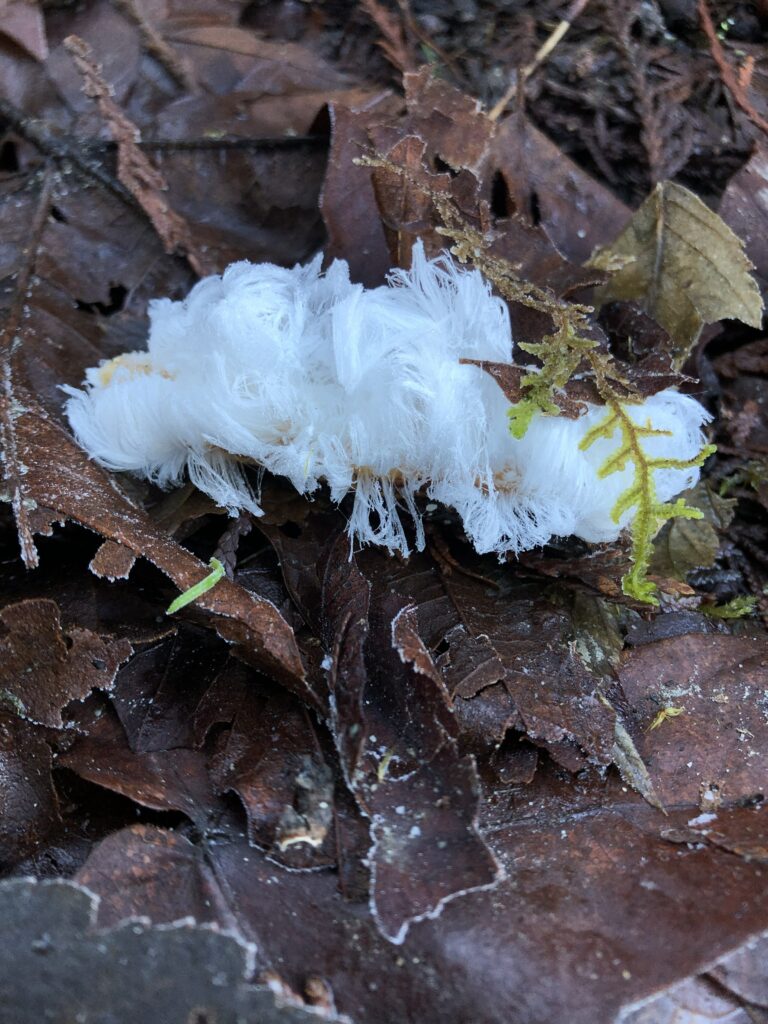 Hair ice img 8231 hair hardly see stick