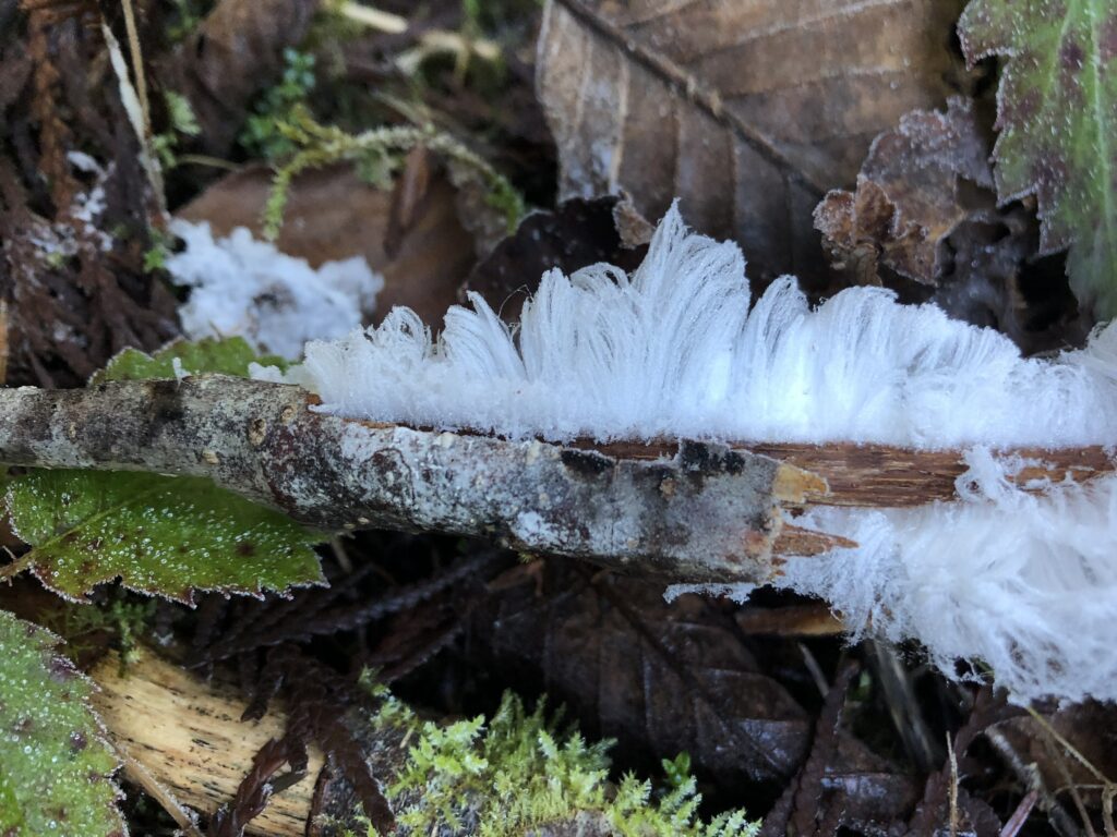 Hair ice img 8239 hair not through bark