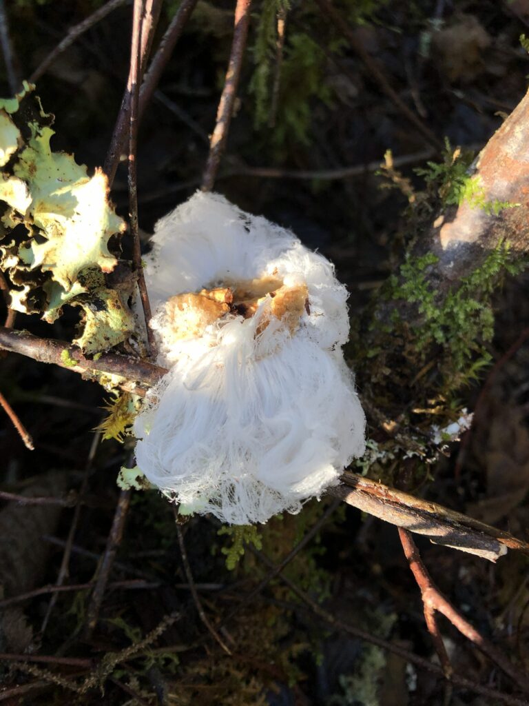 Hair ice img 8263 hair santa