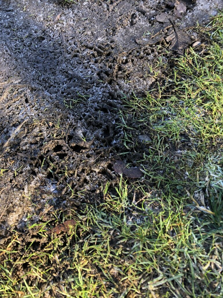 Hair ice img 8279 needle