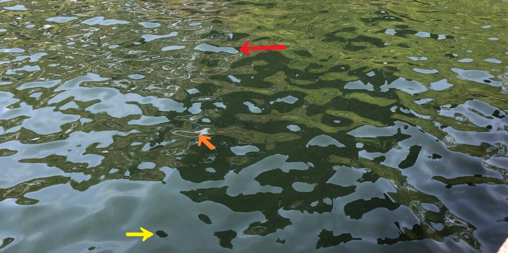 Skypools & landpools img 8390 mid pools and loops marked