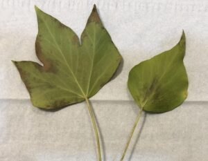 Common Ivy Leaves